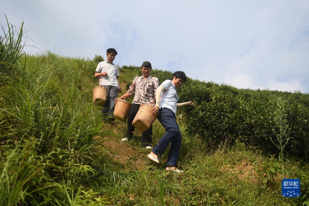 在廣西蒼梧縣六堡鎮(zhèn)山坪村，祝雪蘭（前）和村民采茶后走下茶山（2022年9月22日攝）。新華社記者 陸波岸 攝